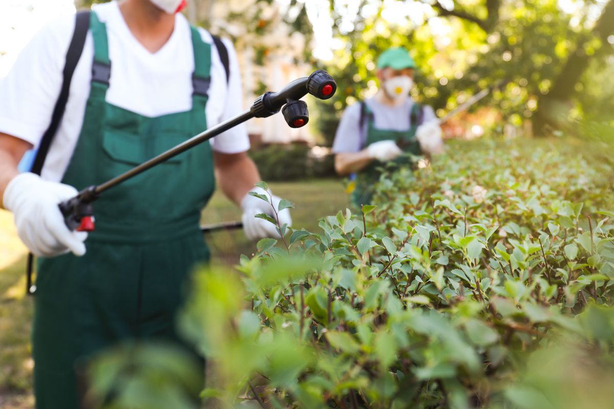 What Advantages Do Pest Control Measures Offer?