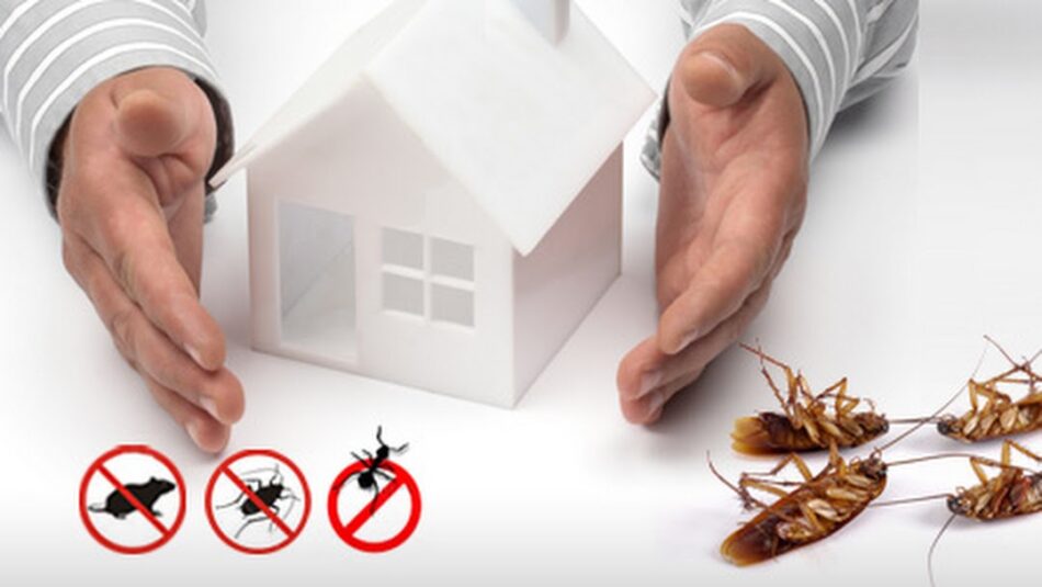 How to select a great pest control company in Sydney?