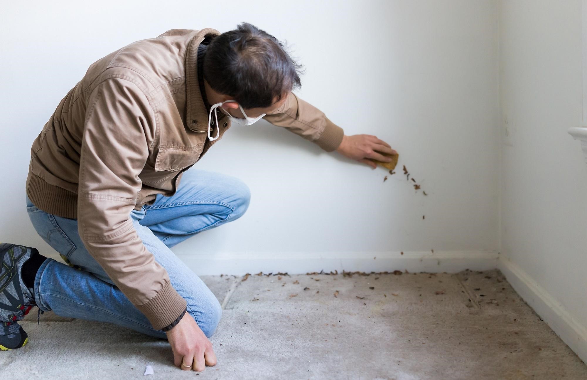 Damp Survey