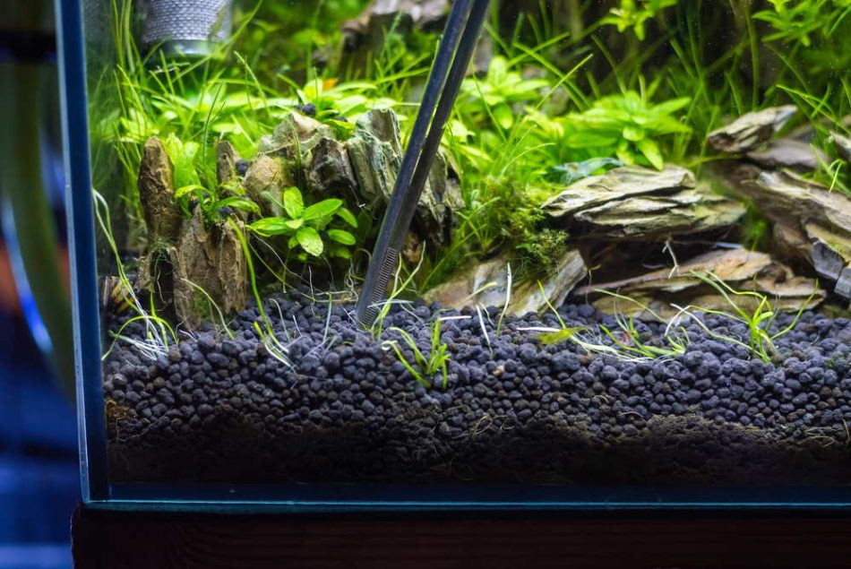 Aquarium Plant Soil