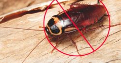 Eco-Friendly Superior Safe and Effective Pest Management Solutions