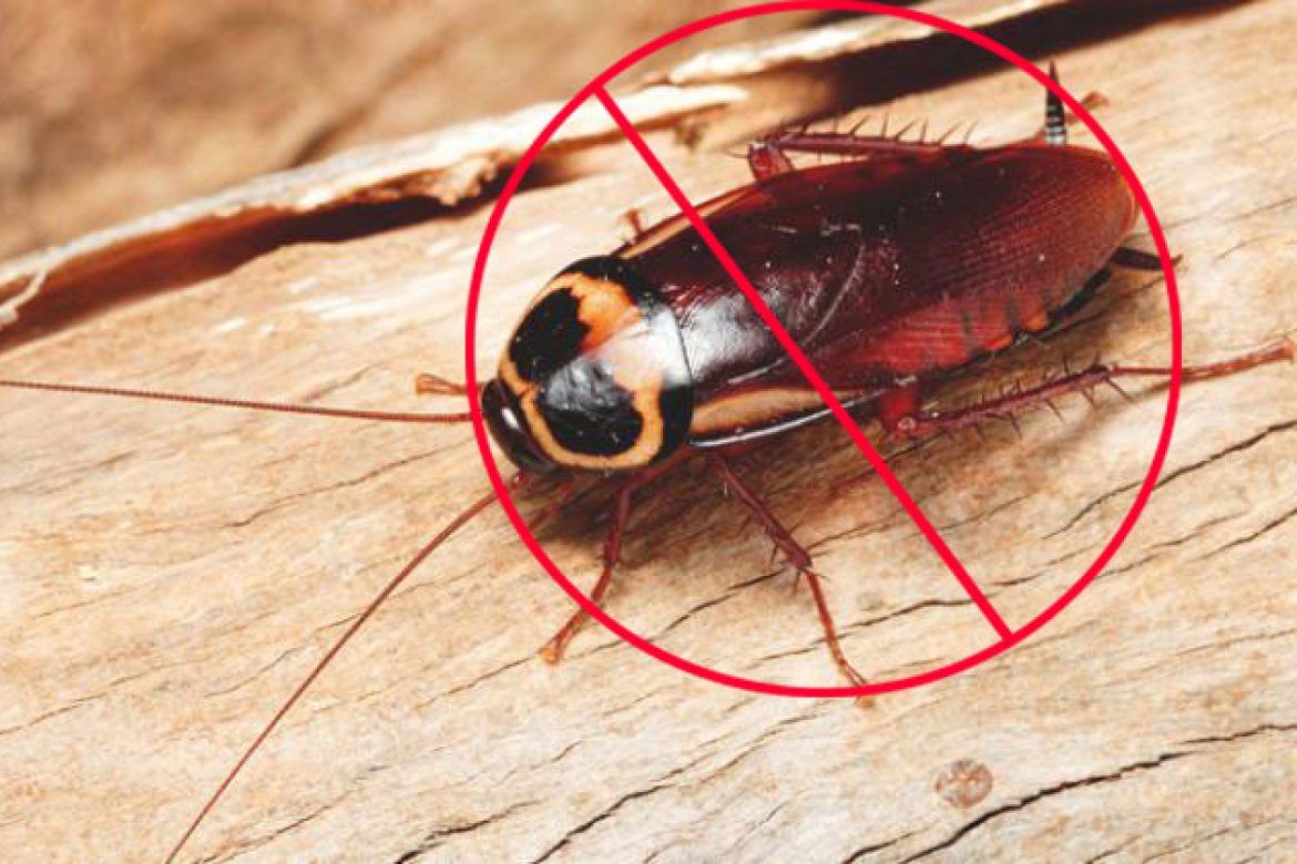 Eco-Friendly Superior Safe and Effective Pest Management Solutions Eco-Friendly Superior Safe and Effective Pest Management Solutions