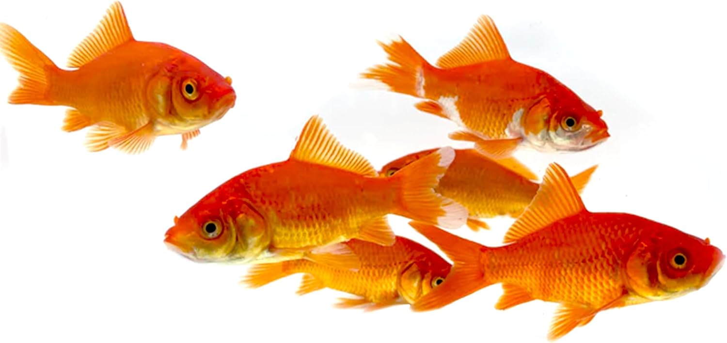 ranchu gold fish