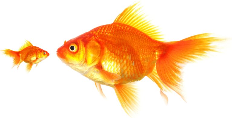 fantail goldfish
