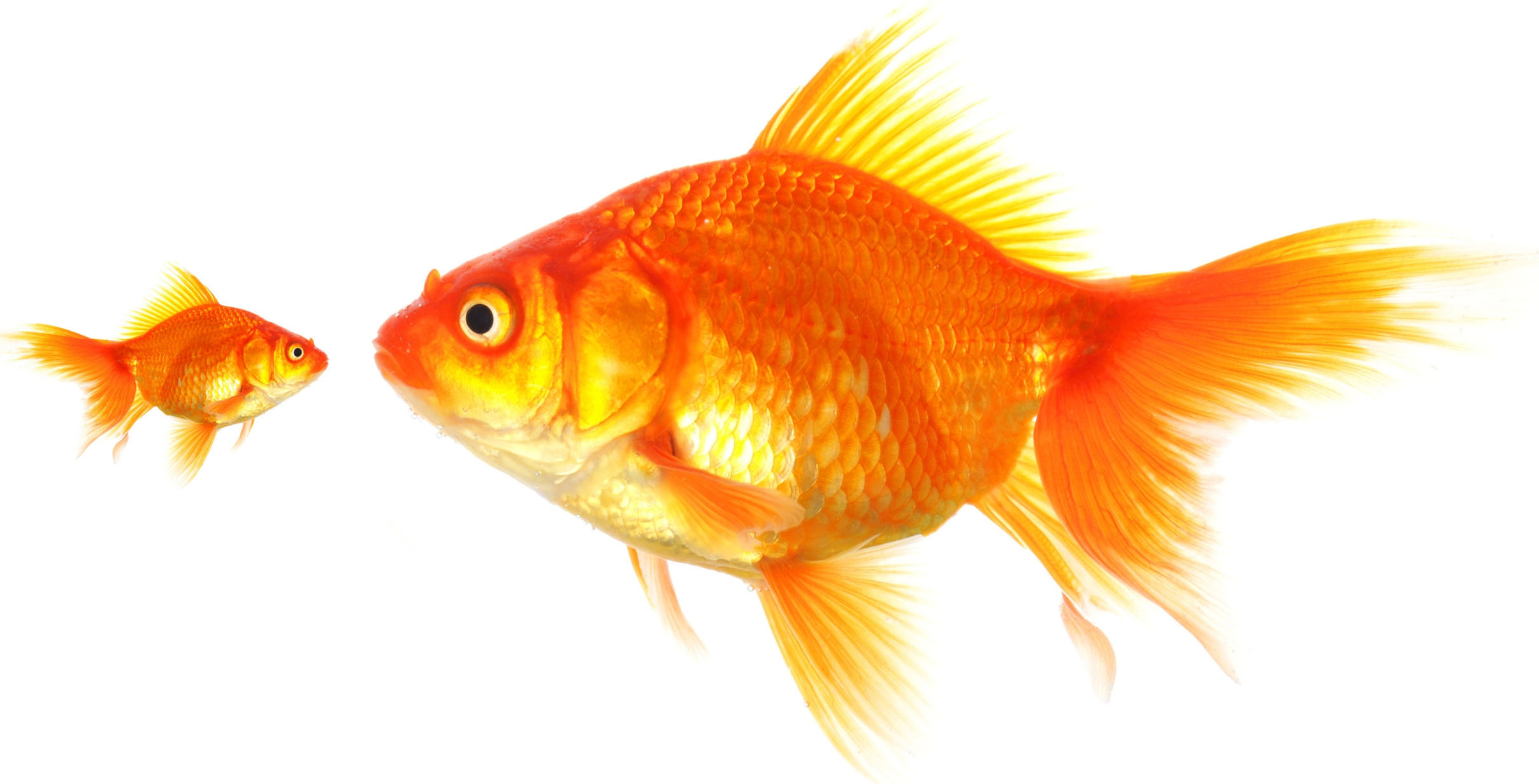 Feeding Strategies That Prevent Swim Bladder Issues in Ranchu Gold Fish
